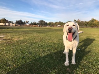 Surrender a Dog - Fetchin' Retrievers Rescue