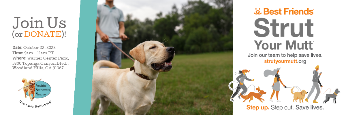 Home - Fetchin' Retrievers Rescue