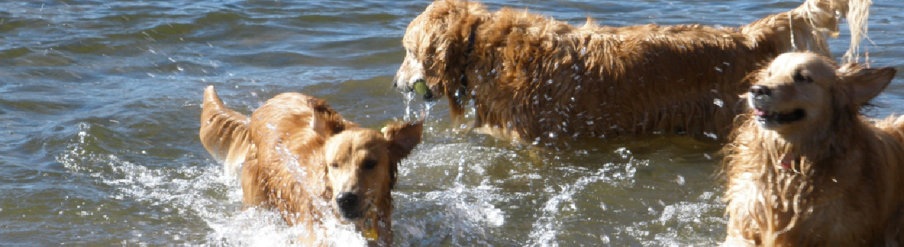 Golden Retrievers splashing in water.