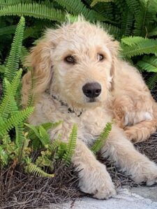 Gracie loves plants